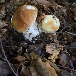 Maison De Village, Route Des Lacs