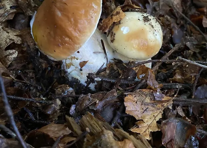 Maison De Village, Route Des Lacs